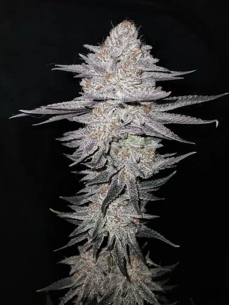 Cannabis image