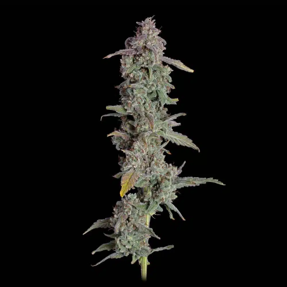 Oh My Thai Purple Thai X Pinapple Runtz 3 Edit