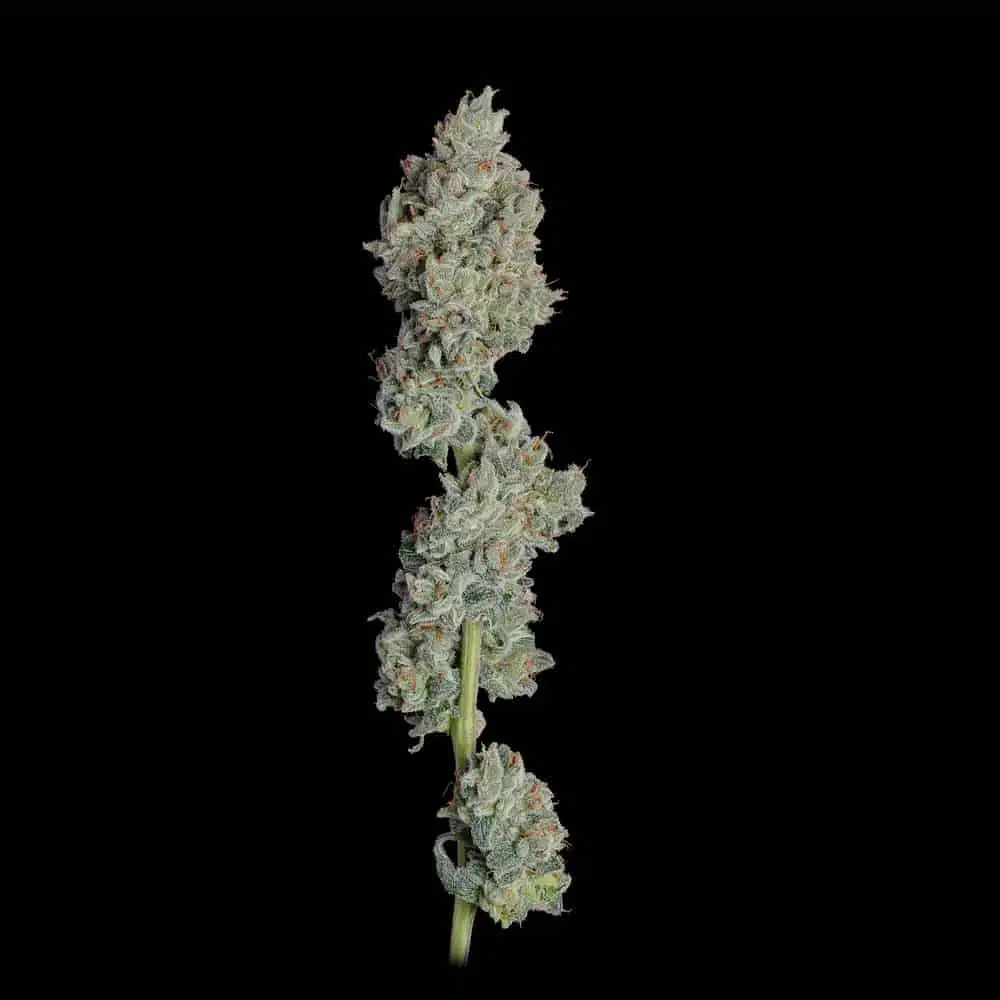 Oh My Thai Purple Thai X Pinapple Runtz Edit