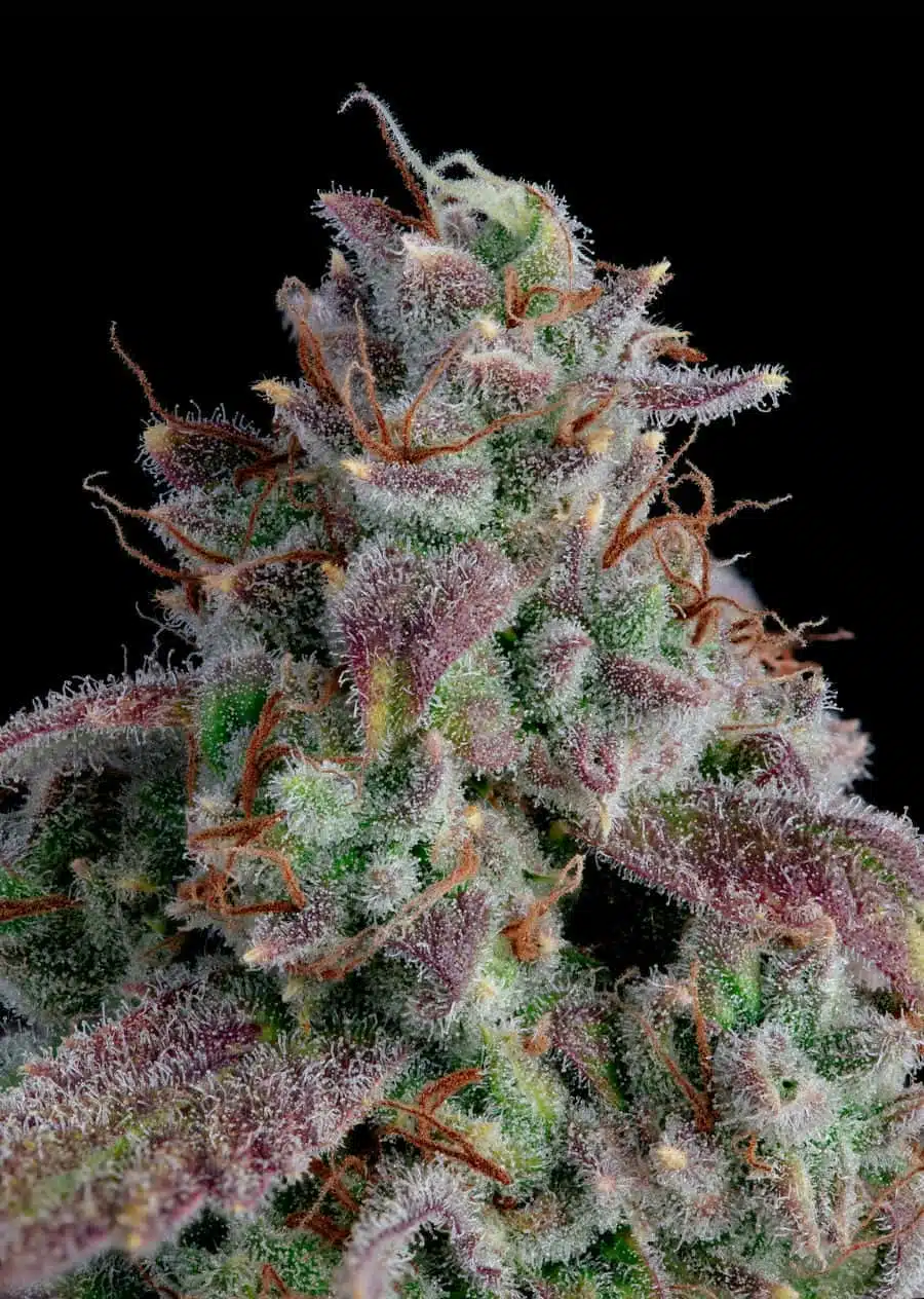 Oh My Thai Purple Thai Macro