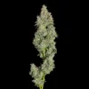 Cannabis image