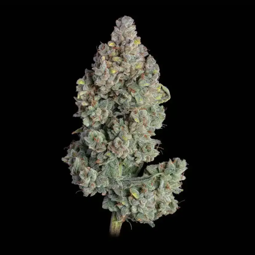 Cannabis image