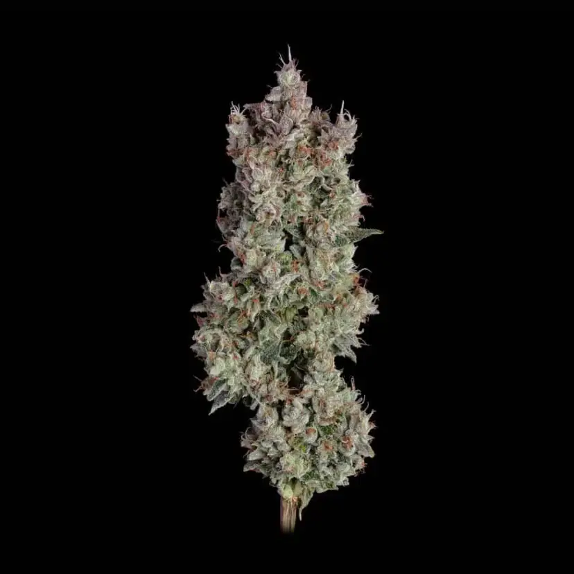 Cannabis image