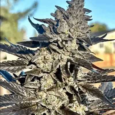 Super Sour Runtz - Atas