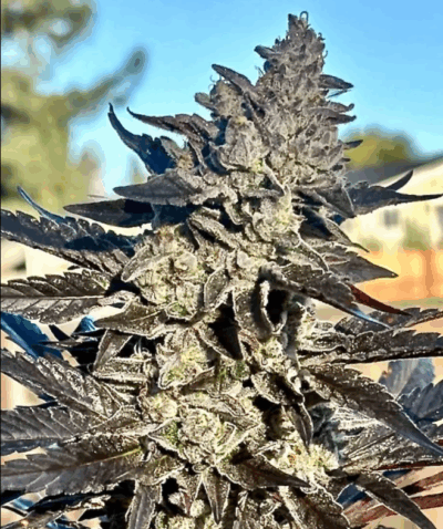 Super Sour Runtz - Atas
