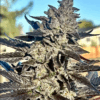 Super Sour Runtz - Atas