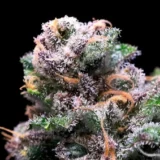 Tropical Cooler