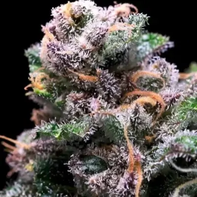 Tropical Cooler | Atlas Seeds | FEM Photoperiod Seeds