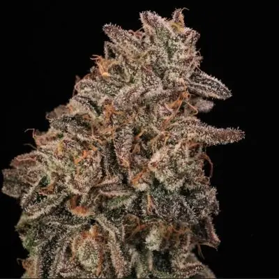Banana Cream Sundae | Atlas Seeds | FEM Photoperiod Seeds