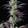 Cannabis image