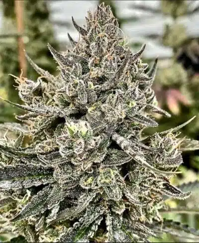 Chettah The Hut | Atlas Seeds | FEM Photoperiod Seeds
