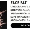 FACEFAT AUTO | ATLAS SEEDS | AUTOFLOWER FEMALE CANNABIS SEEDS - Image 3