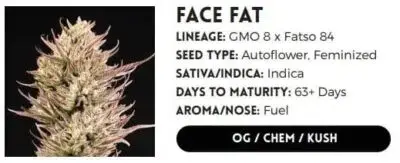 Facefat Auto