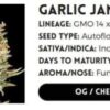 GARLIC JAM AUTO | ATLAS SEEDS | AUTOFLOWER FEMALE CANNABIS SEEDS - Image 2