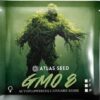 GMO 8 AUTO | ATLAS SEEDS | AUTOFLOWER FEMALE CANNABIS SEEDS - Image 2