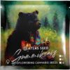 GUMMIE BEARS AUTO | ATLAS SEEDS | AUTOFLOWER FEMALE CANNABIS SEEDS - Image 2