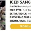 ICED SANGRIA | ATLAS SEEDS | PHOTOPERIOD FEMALE CANNABIS SEEDS - Image 3