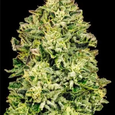 Papa Smurf | Atlas Seeds | FEM Photoperiod Seeds