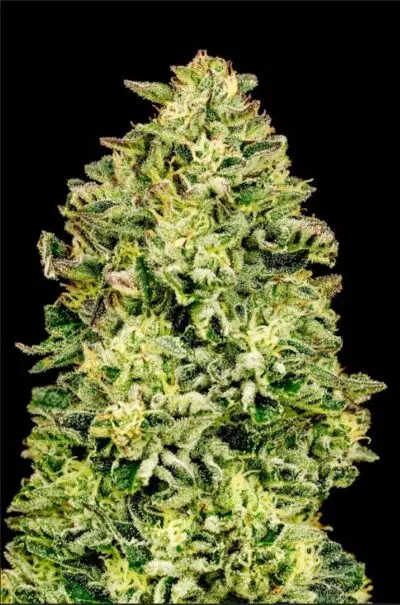 Papa Smurf | Atlas Seeds | FEM Photoperiod Seeds