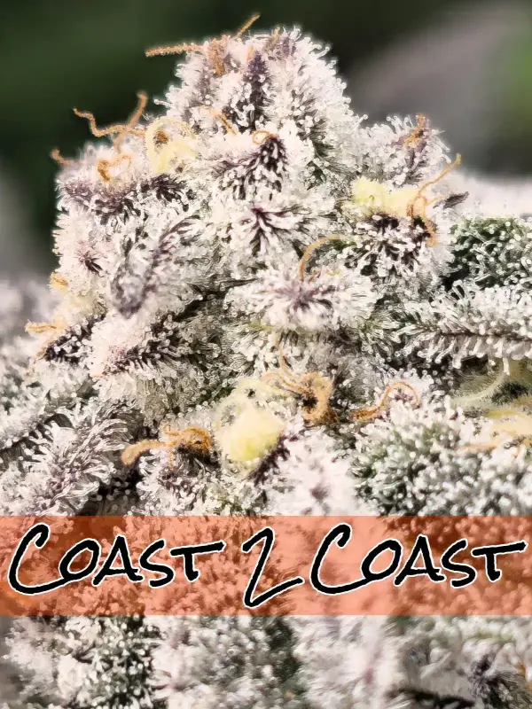 Sofem Genetics – Coast 2 Coast - Fem Photo – 5 Pack