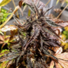 Image of a cannabis plant