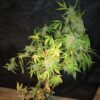 Image of a cannabis plant