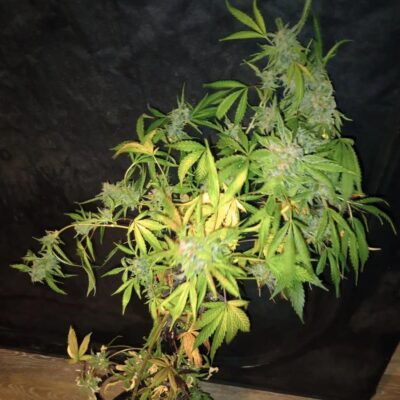 Image of a cannabis plant