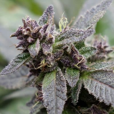 Cannabis plant image