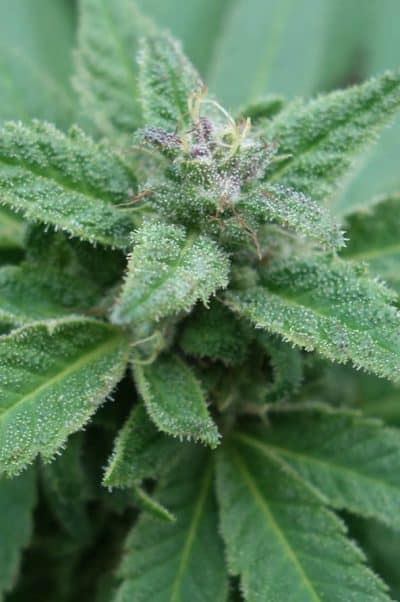 Cannabis plant image