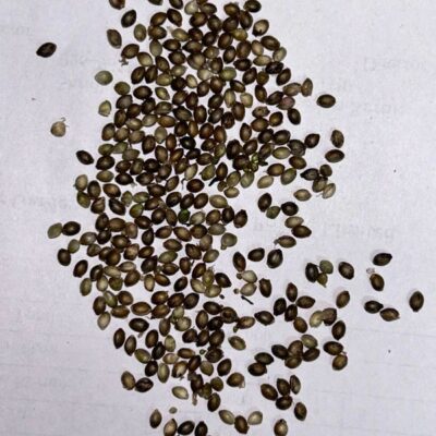 Image of cannabis seeds