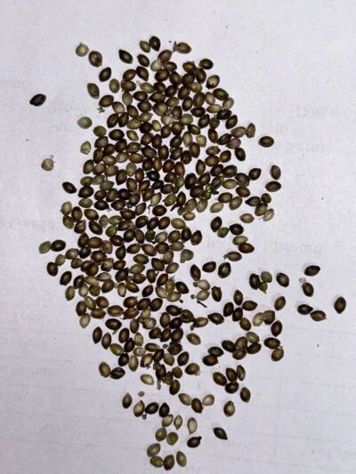 Image of cannabis seeds