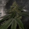 Cannabis plant image