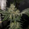 Cannabis plant image