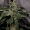Cannabis plant image