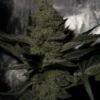 Cannabis plant image