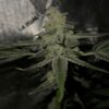 Cannabis plant image