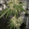 Cannabis plant image