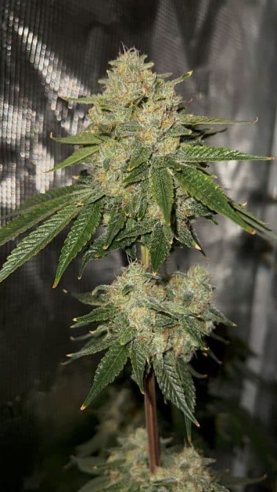 Cannabis plant image