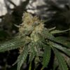 Cannabis plant image