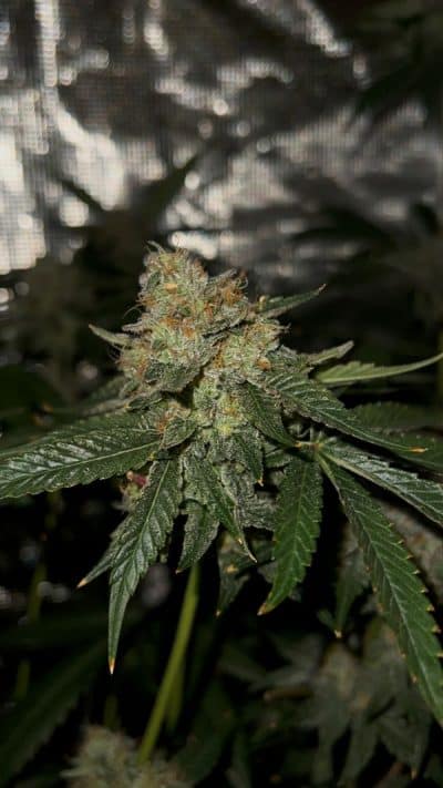 Cannabis plant image