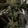 Cannabis plant image