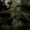 Cannabis plant image