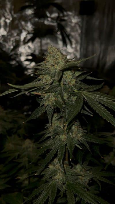 Cannabis plant image