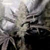 Cannabis plant image