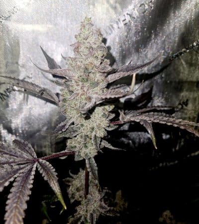 Cannabis plant image