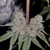 Cannabis plant image