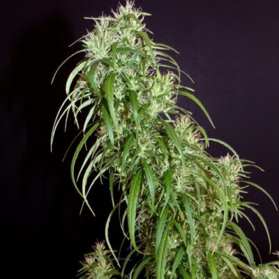 Image of a cannabis plant