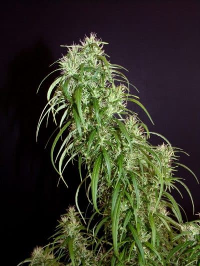 Image of a cannabis plant