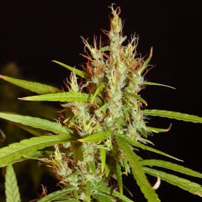 Image of a cannabis plant