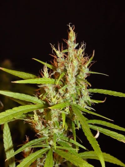 Image of a cannabis plant